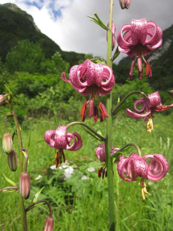 Bezgova Hisica Villa Bovec Kültér fotó
