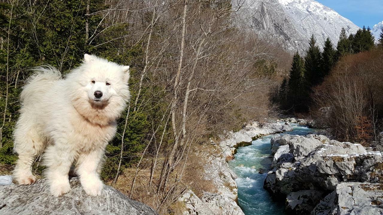 Bezgova Hisica Villa Bovec Kültér fotó